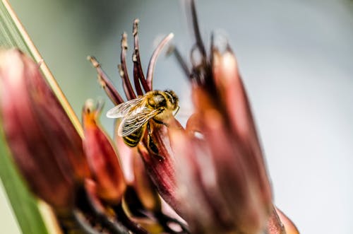 Kostnadsfri bild av bi, biologi, blomma