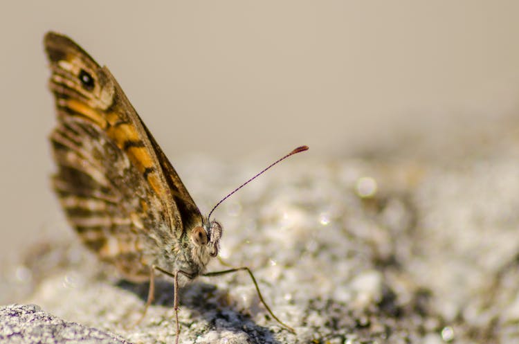 Closeup Of Brown Moth