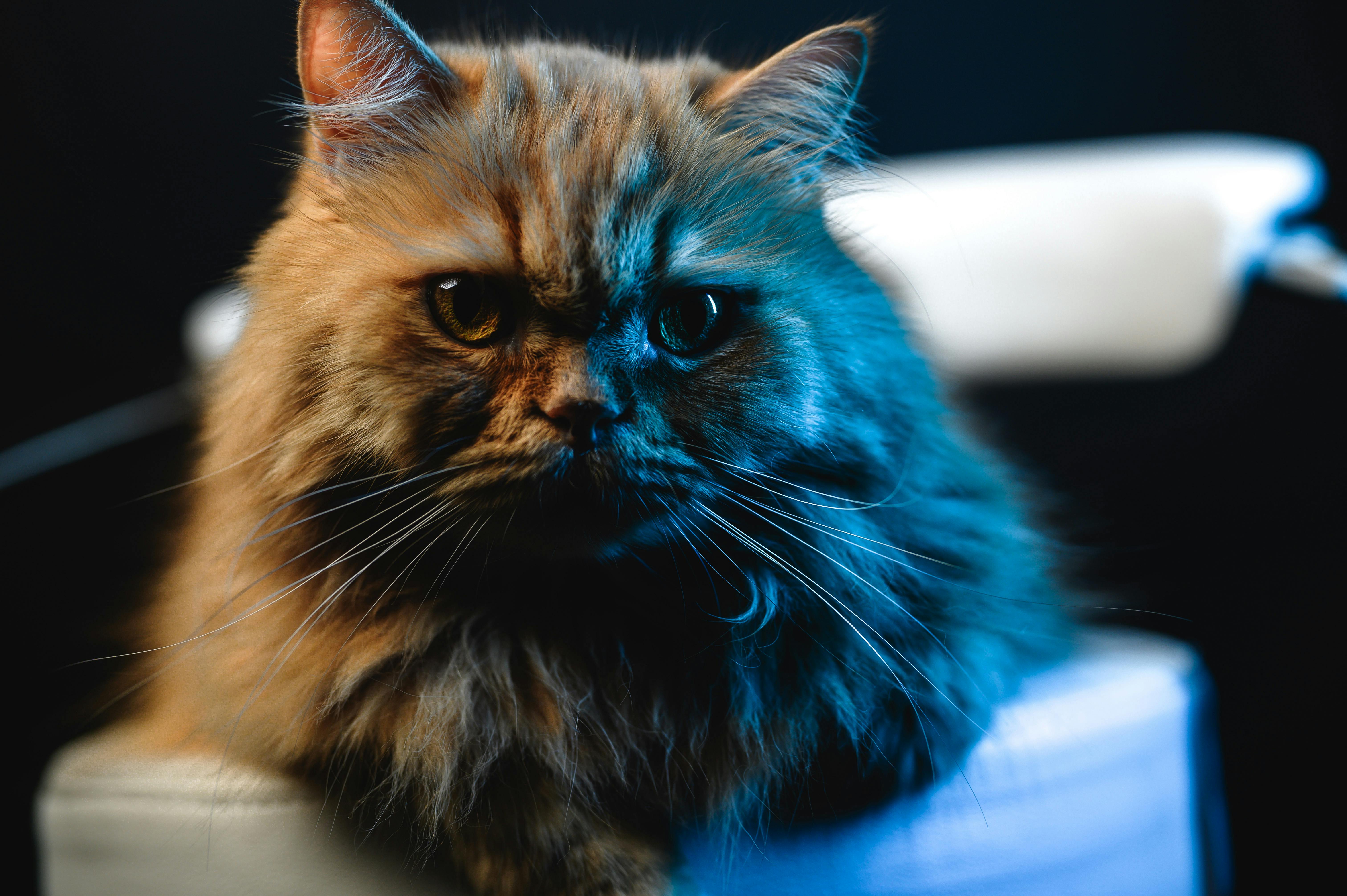 pet technology pet refine technology — Photo by Abood LiLdre on Pexels
