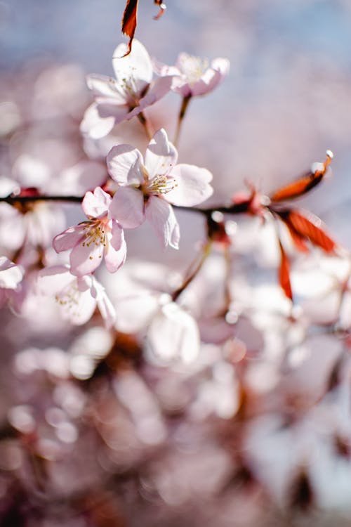 Fotobanka s bezplatnými fotkami na tému čerešňové kvety, čerešňový kvet na pozadí, farba
