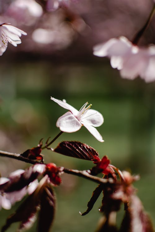 Gratis Bunga Putih Dengan Batang Coklat Foto Stok