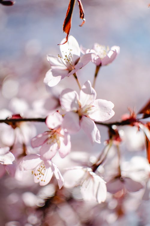 咲く白い桜