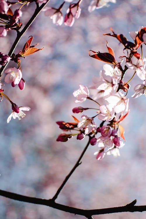 무료 틸트 시프트 렌즈의 흰색과 갈색 꽃 스톡 사진
