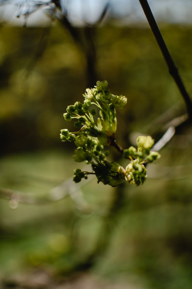 Buds And Leaves On Branch