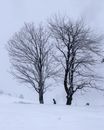 Bare Tree on Snow Covered Ground