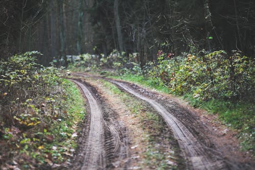 Foto stok gratis cemar, hutan, jalur