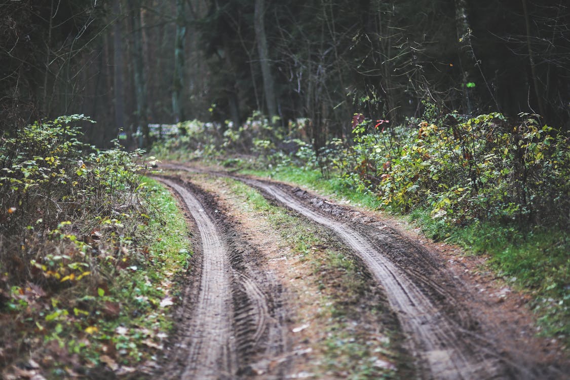 Free Forest road Stock Photo