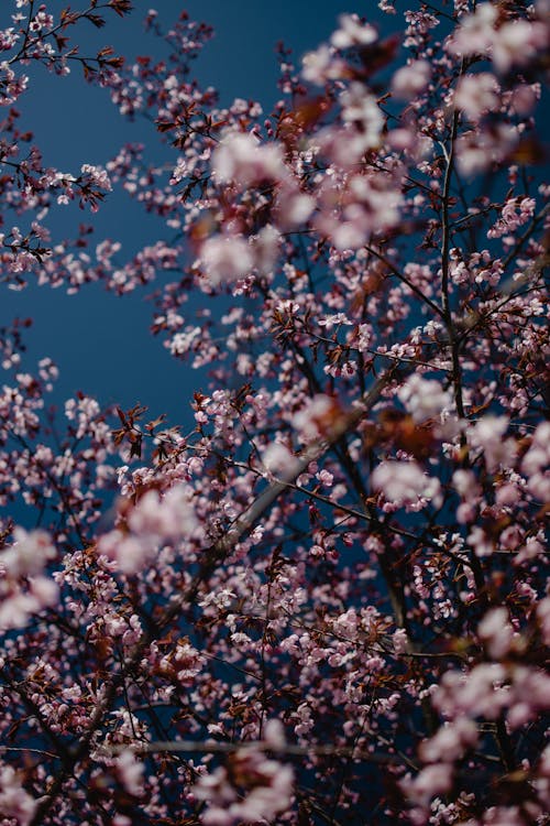 Fotobanka s bezplatnými fotkami na tému flóra, jar, kvet ovocného stromu