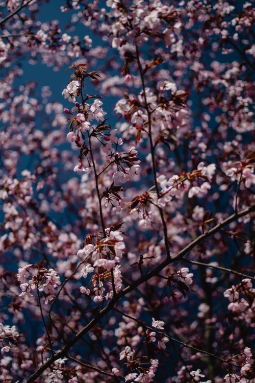 Free A close-up of cherry blossoms in full bloom against a clear blue sky in Helsinki. Stock Photo