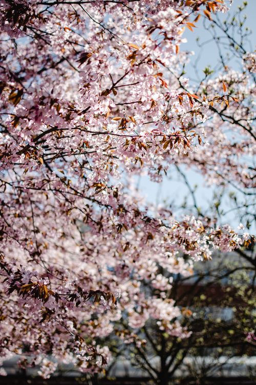 Free Beautiful cherry blossom trees in full bloom in a Helsinki park during spring. Stock Photo