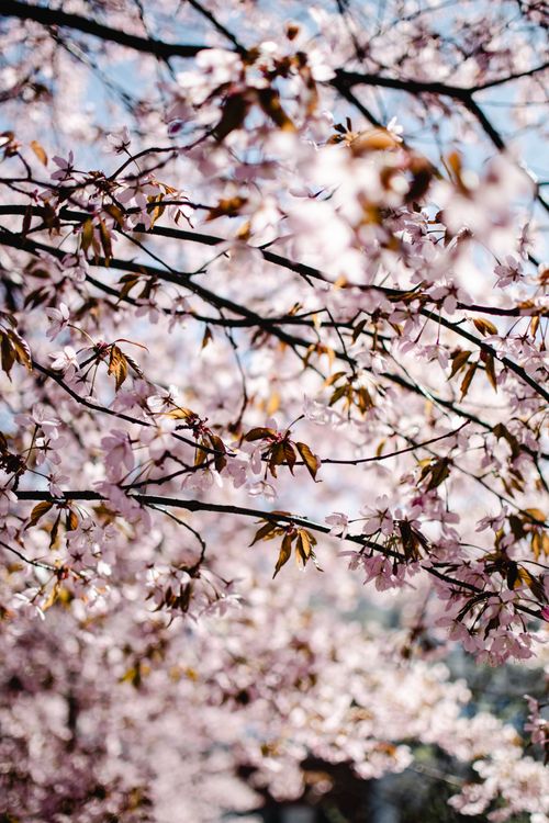 Free Captured cherry blossoms in spring, full bloom in Helsinki park. Stock Photo