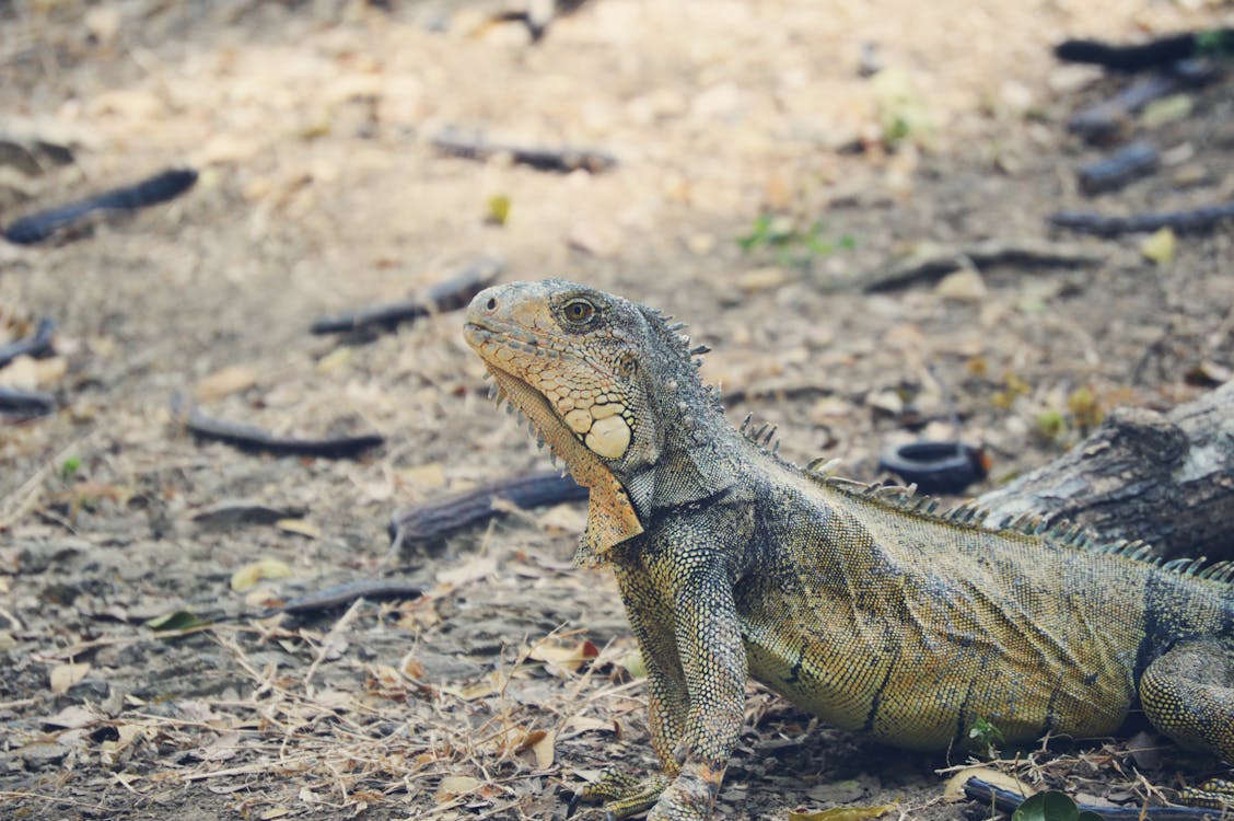 Green Lizard Beside Wood Piece