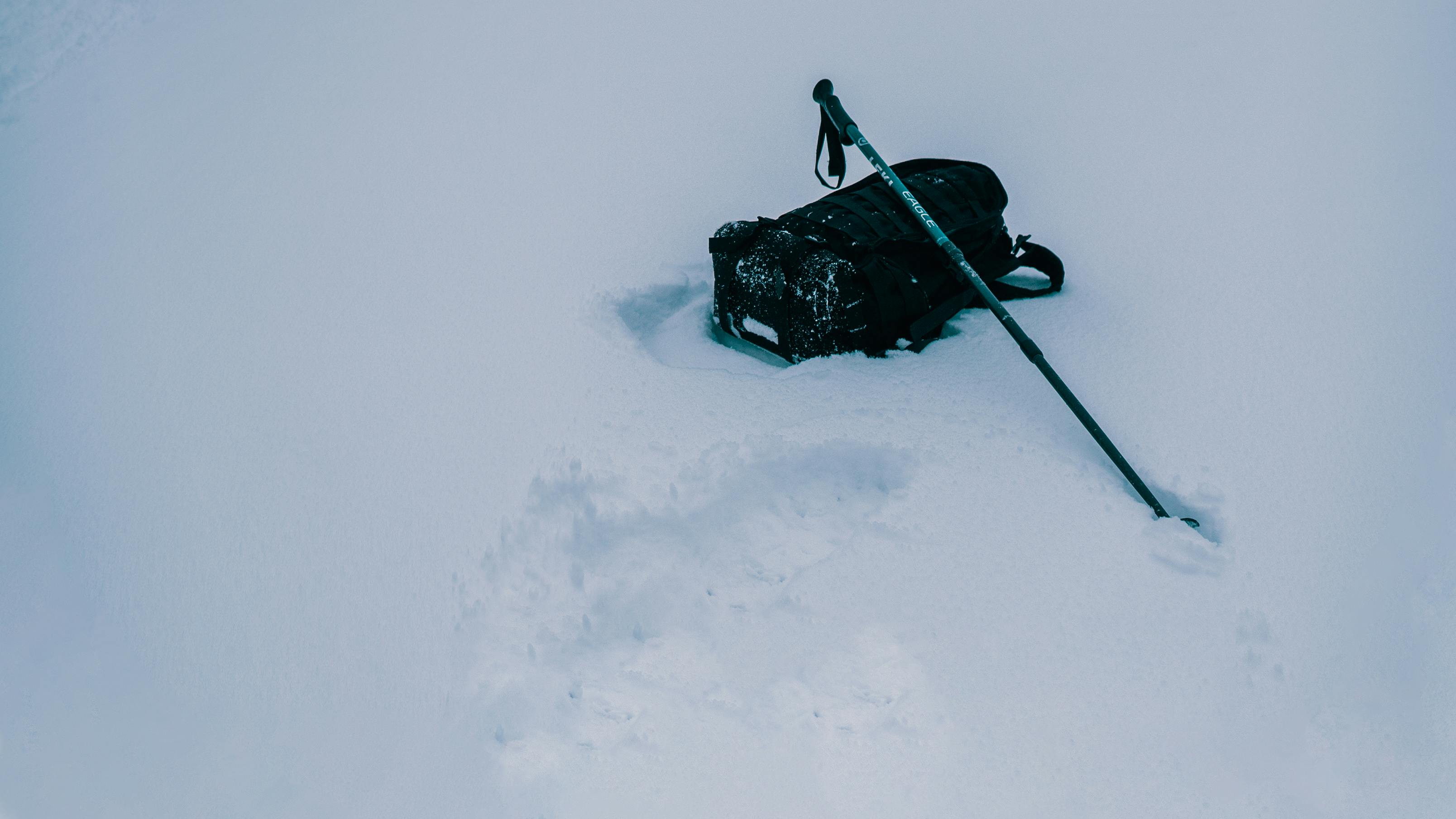 black dog on snow covered ground