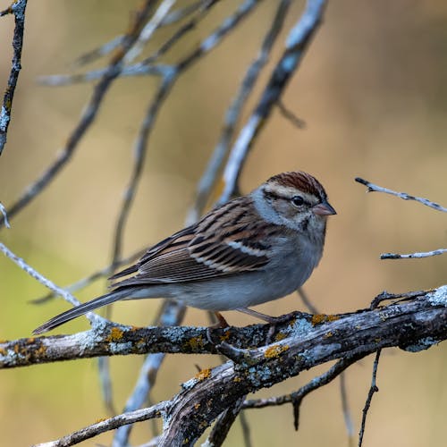 Foto d'estoc gratuïta de animal, au, fotografia d'aus