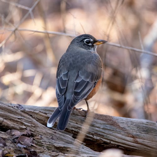 Black Bird on Brown Tree Branch