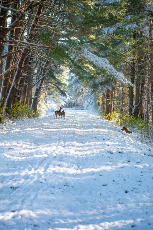 Perro Marrón Caminando Sobre Un Terreno Cubierto De Nieve
