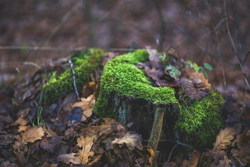 Moss covered tree trunk surrounded by fallen leaves