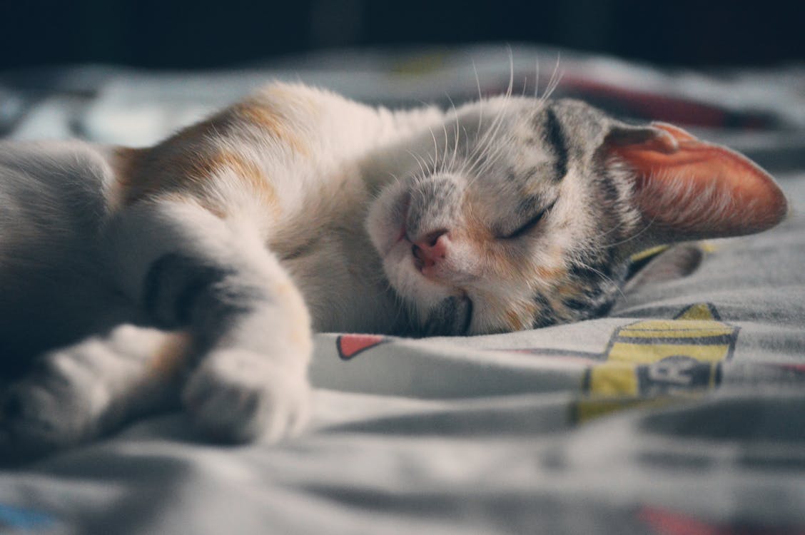 бесплатная Белый, оранжевый и серый полосатый кот, лежащий на серой ткани Стоковое фото
