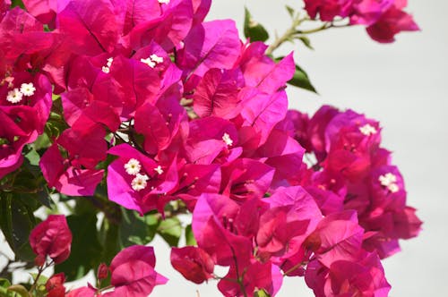 Gratis stockfoto met bloemen