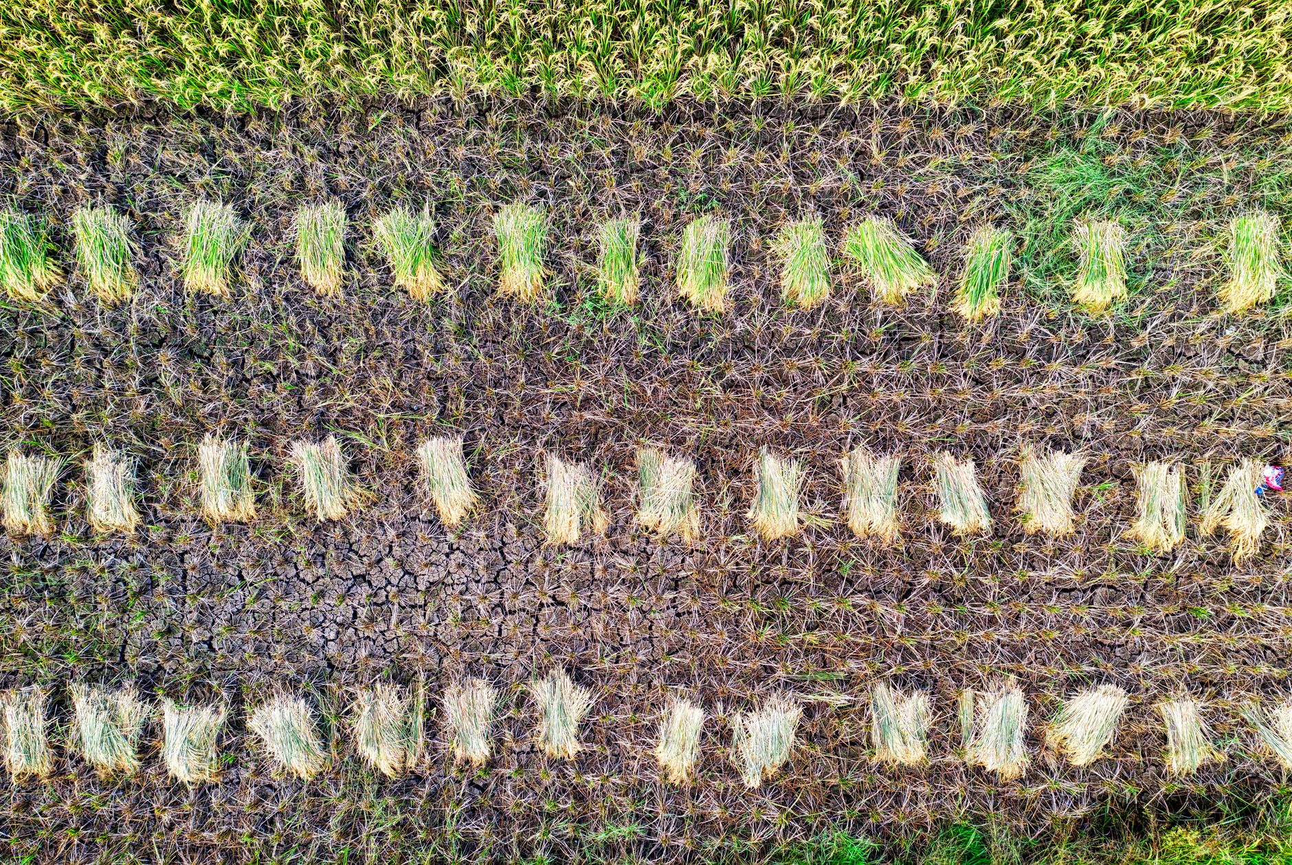 Top view of rice plantation with rows of picked plants placed on ground near grassy field in agricultural area in countryside