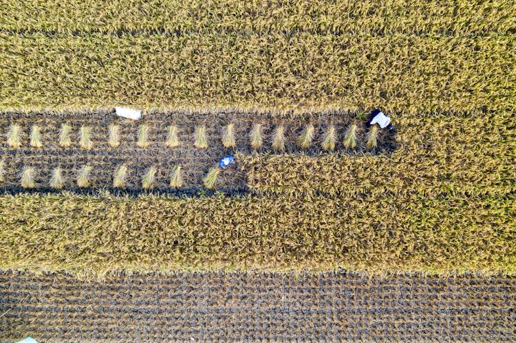 Workers Harvesting Rice In Field