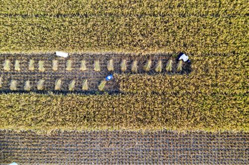 Free Top view of people collecting rice while working in agricultural plantation with rows of plants in suburb area in countryside Stock Photo