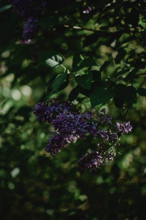 Gratuit Fleurs Violettes Dans La Lentille Tilt Shift Photos