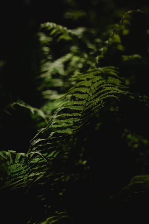 Free A serene view of ferns with dramatic light and shadow in an Estonian forest. Stock Photo