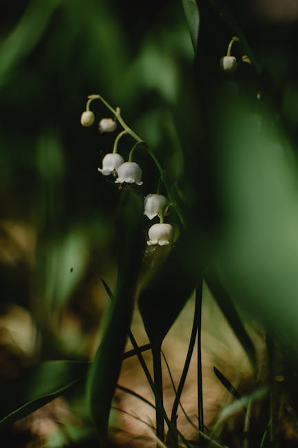 10,000+ Best Lily Of The Valley Photos · 100% Free Download · Pexels ...