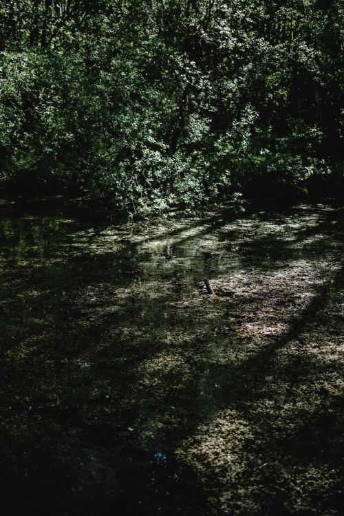 Free Peaceful forest pond in Estonia with lush greenery and soft shadows. Stock Photo