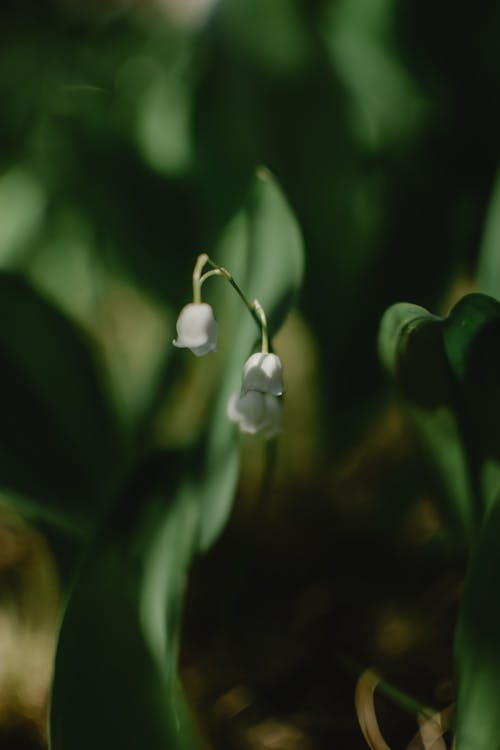 Close-Up Shot of Lily of the Valley · Free Stock Photo