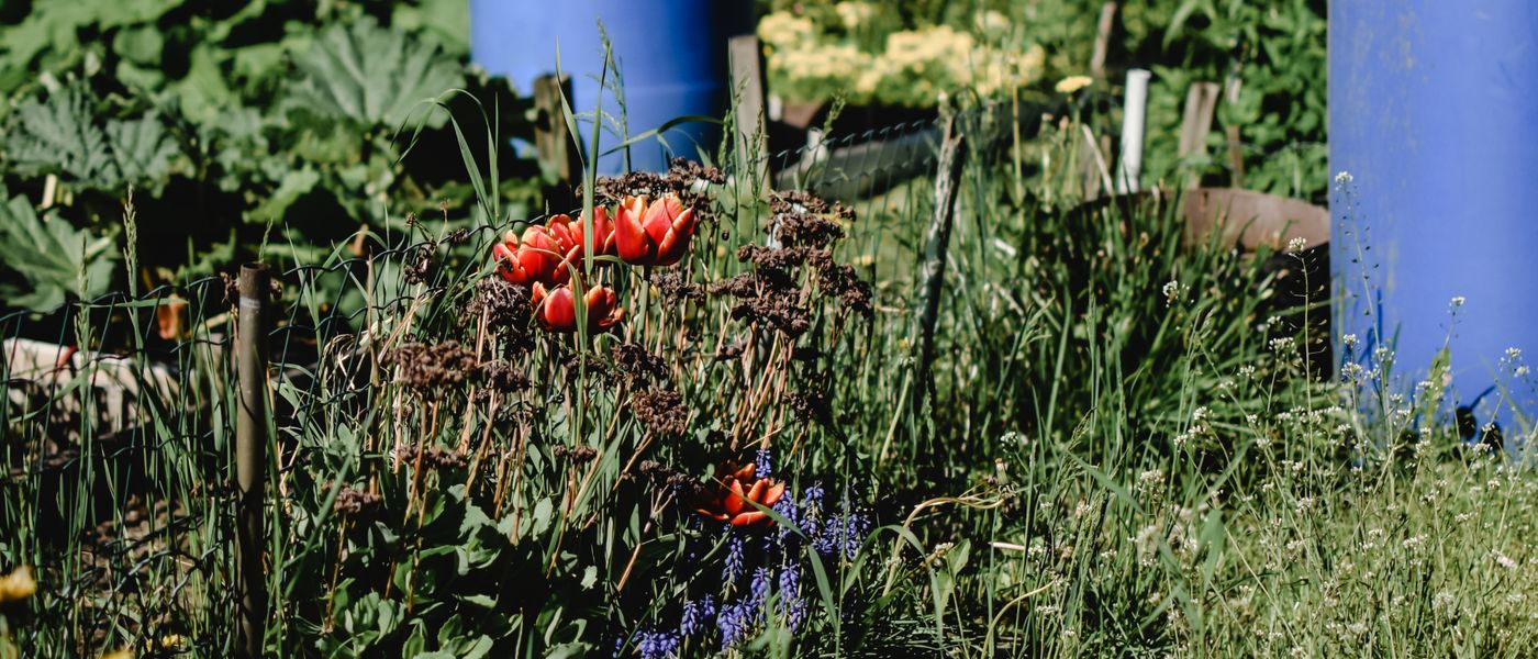 Rainwater collection system in an eco-friendly garden