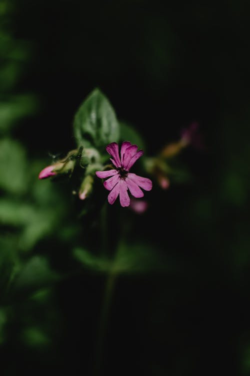 Free Photo Of Purple Flower Stock Photo