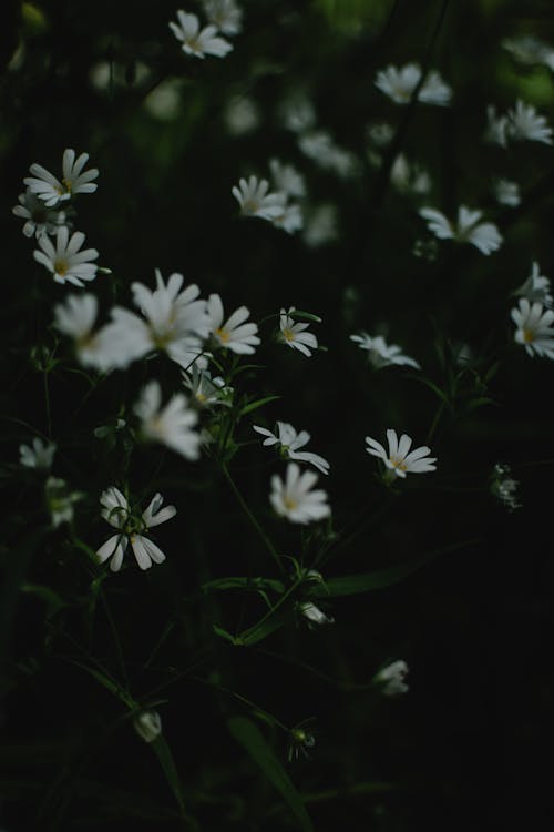 Flores Blancas Y Amarillas En Flor