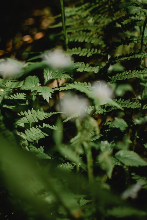 Free A close-up shot of vibrant fern leaves in a shaded Estonian woodland. Stock Photo