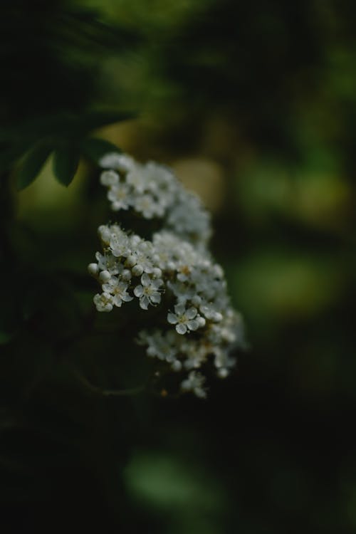 Gratis lagerfoto af blomstrende, botanik, Botanisk Lagerfoto