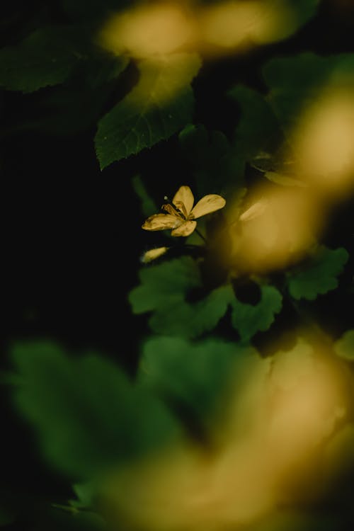 Gele Bloem Met Groene Bladeren