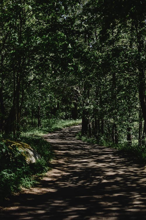 Imagine de stoc gratuită din arbori, cale în pădure, drum de pământ