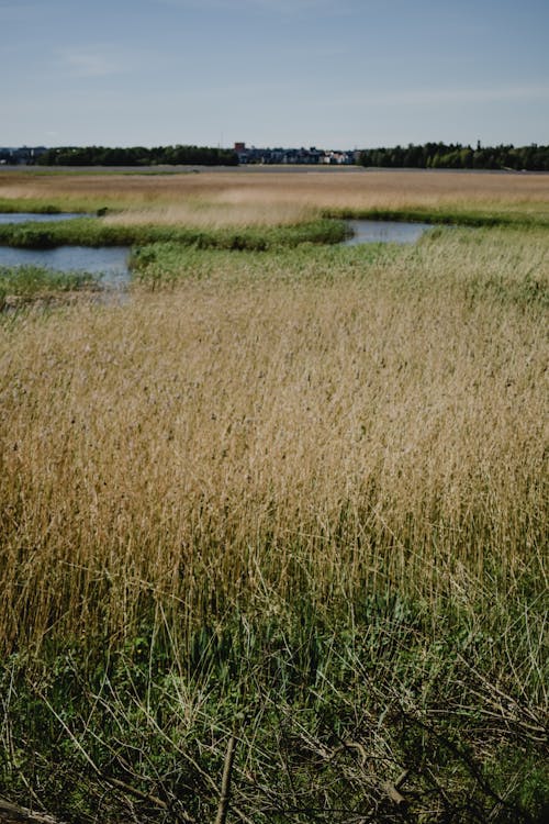 Ücretsiz Gölün Yakınındaki Kahverengi çim Alan Stok Fotoğraflar