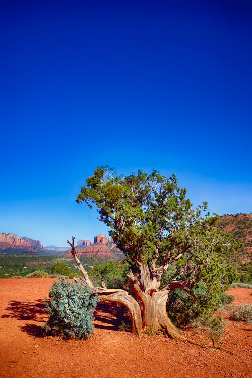 Grüner Baum Nahe Berg