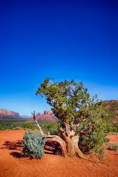 蔚蓝的天空下，一棵扭曲的杜松子树与塞多纳标志性的红色岩石构成了一幅景观
