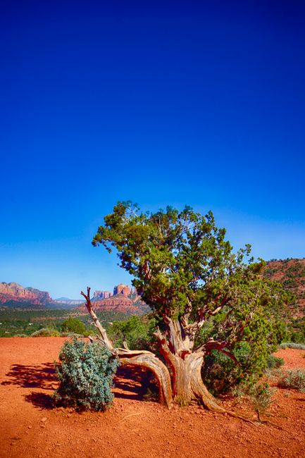 Scenic view of a twisted juniper tree against Sedona's iconic red rock formations under a clear blue sky.
