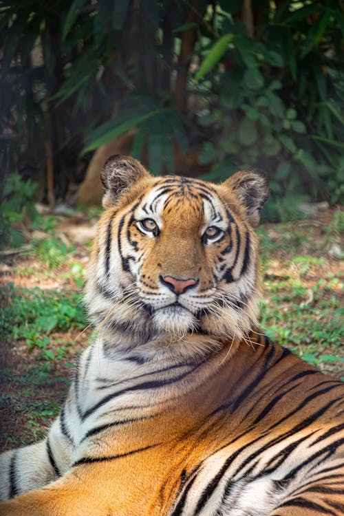 A Tiger Sitting on the Grass