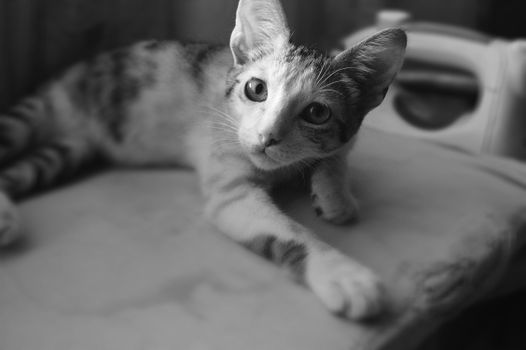 这幅迷人的黑白肖像描绘了一只可爱的家养小猫在床上放松的样子