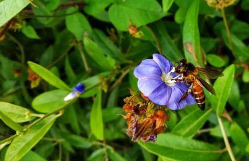 Free Macro shot of a honeybee feeding on a vibrant blue flower amidst lush green leaves. Stock Photo