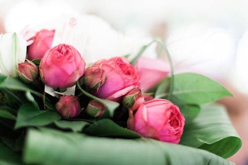 Free Pink Flowers and Green Leaves Stock Photo