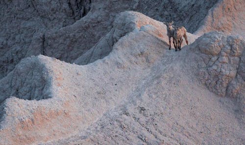 Goats on Rocky Mountains
