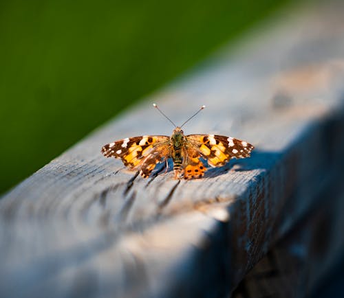 A Colorful Butterfly on a Wood