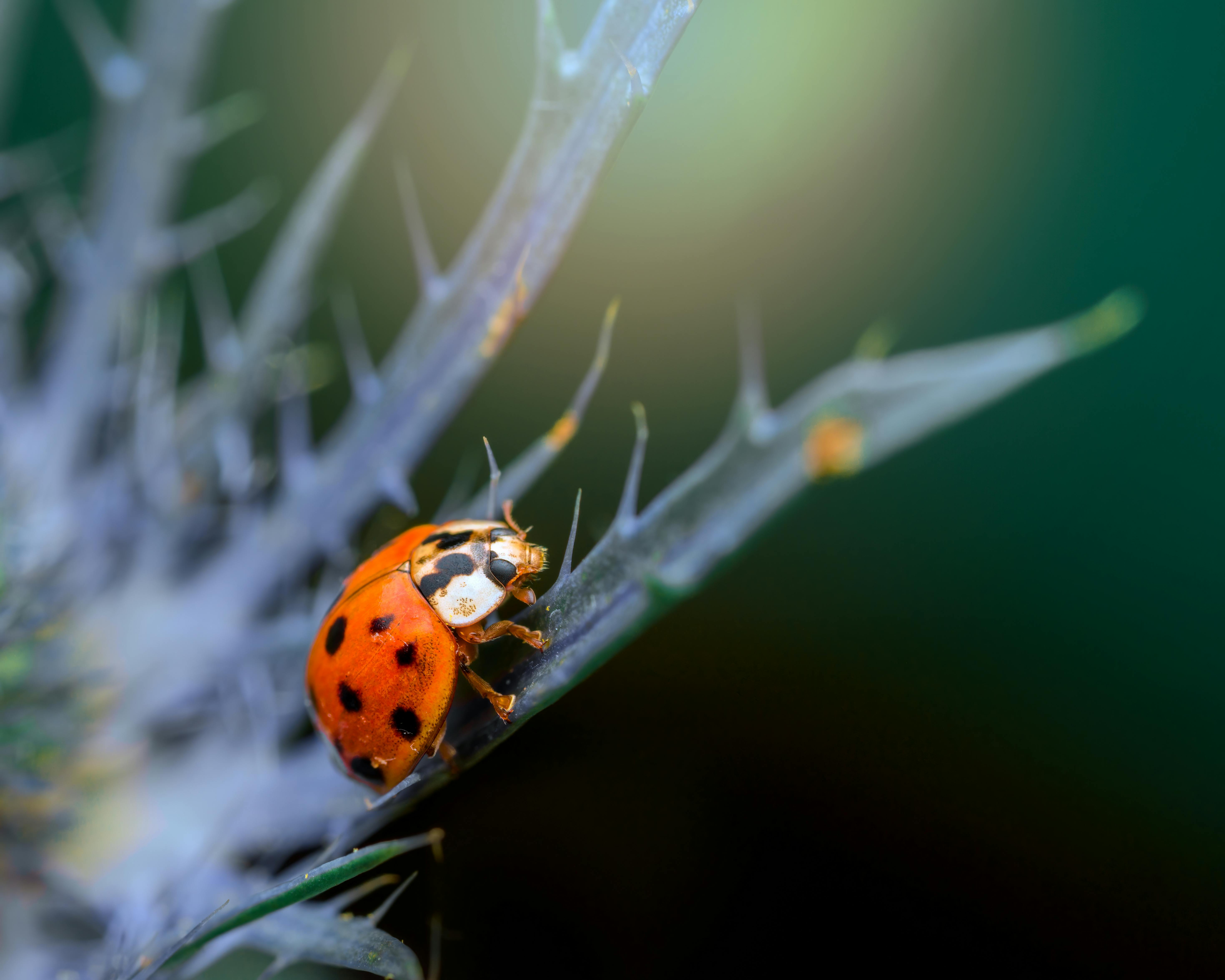 ladybug sitting on thin plant leaf