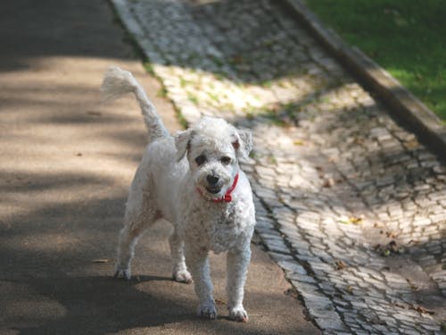 White Poodle with Red Collar Standing in Park